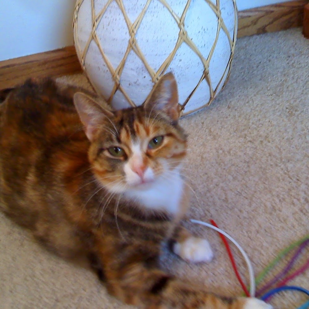 Meet your Posher, Jennie